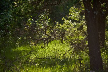 Kırsalda dağınık ve kırık erik bahçesi