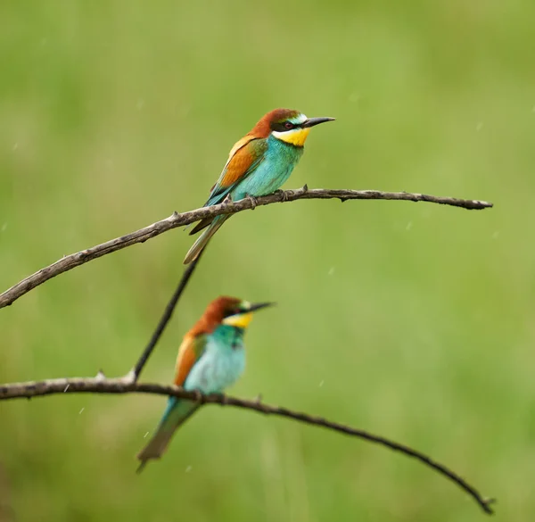 Aves Abejorros Día Soleado Mostrando Plumaje Colorido —  Fotos de Stock