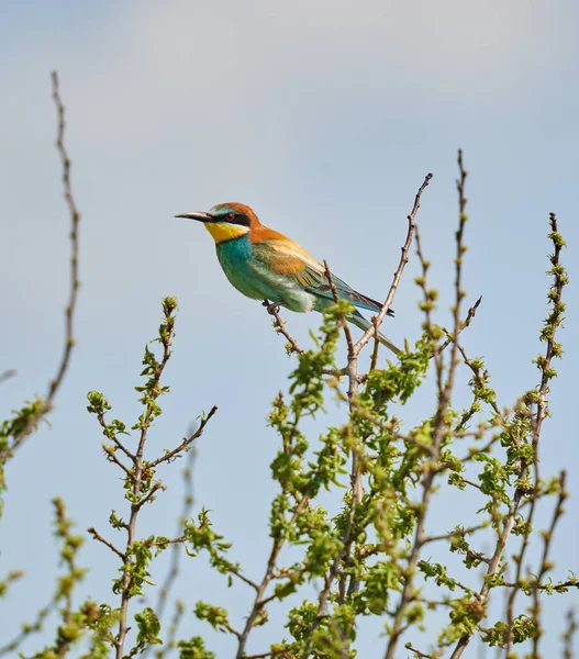 Bee Eater Bird Sunny Day Displaying Colorful Plumage — Stock Photo, Image
