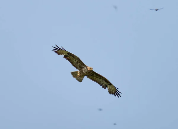 Large Predatory Bird Gliding Blue Sky — Stock Photo, Image