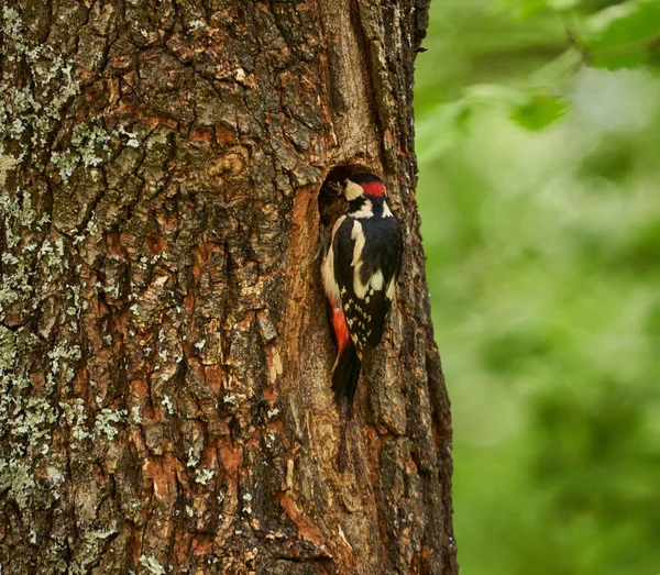 中间斑点啄木鸟 树状果蝇 栖息在树叶间的树枝上 — 图库照片