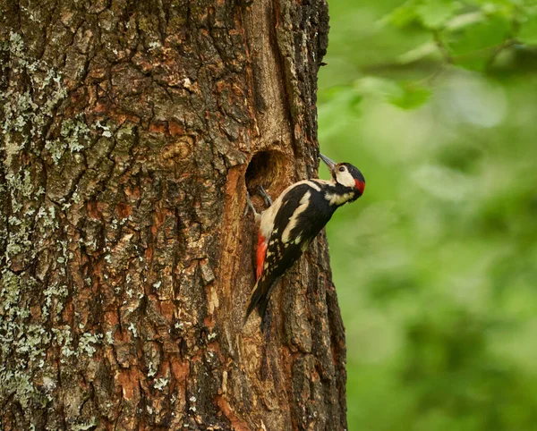 Middle Spotted Woodpecker Dendrocopos Medius Perched Tree Branch Leaves — Stock Photo, Image