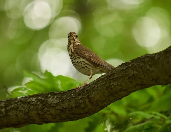 Song Thrush Turdus Philomelos Perched Branch — Stock Photo, Image