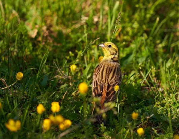 Yellowhammer Bird Ground Looking Food Grass — Stock Photo, Image