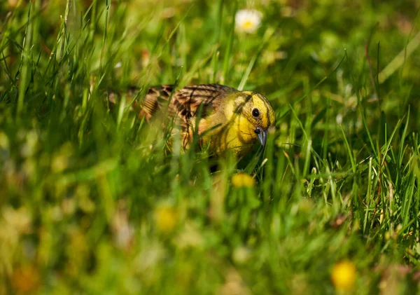 Sarı Çekiç Yerde Çimenlerde Yiyecek Arıyor — Stok fotoğraf