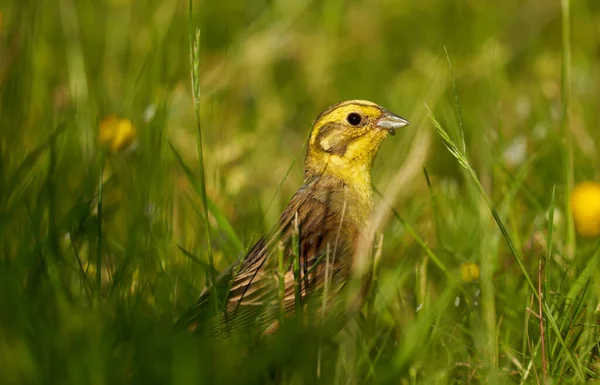 地上的黄锤鸟在草丛中觅食 — 图库照片
