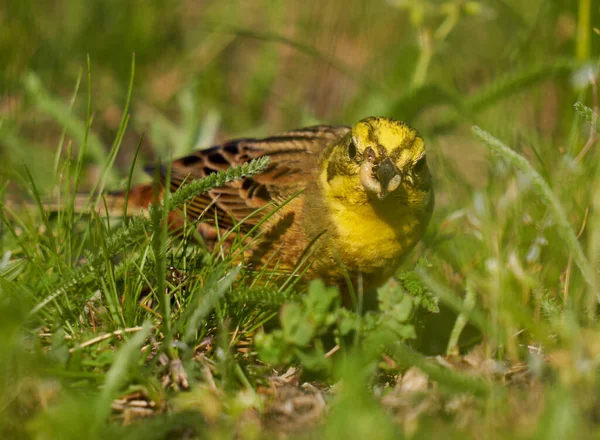 Желтая Птица Земле Поисках Пищи Траве — стоковое фото