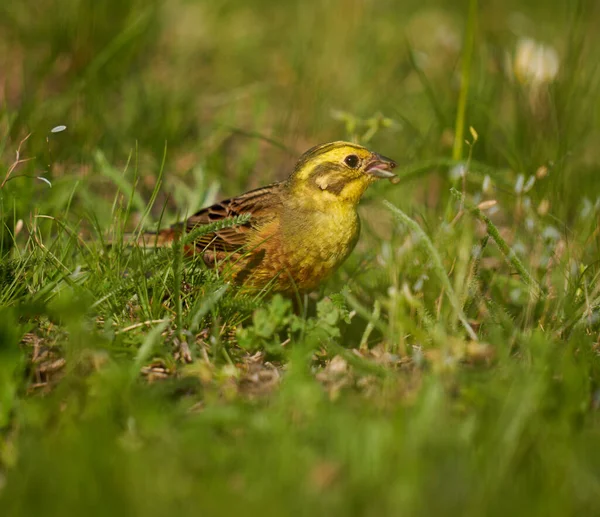 地上的黄锤鸟在草丛中觅食 — 图库照片