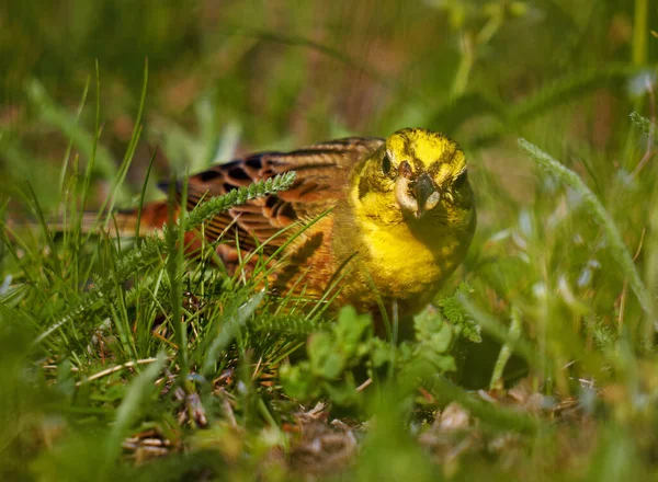 Oiseau Jaunâtre Sol Recherche Nourriture Dans Herbe — Photo