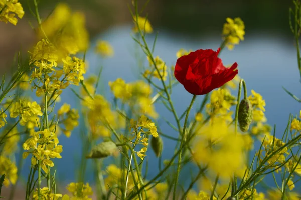 Flores Verão Belas Papoulas Vermelhas Flores Amarelas Close Sobre Fundo — Fotografia de Stock