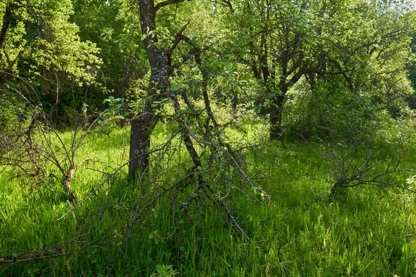 Ongeëvenaarde Gebroken Pruimenboomgaard Het Platteland — Stockfoto
