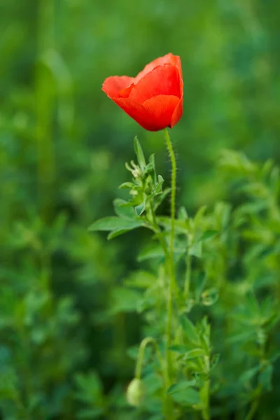 Flores Verano Hermosa Amapola Roja Primer Plano Sobre Fondo Borroso — Foto de Stock