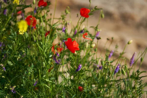 Bulanık Arkaplanda Çeşitli Yaz Çiçekleri — Stok fotoğraf