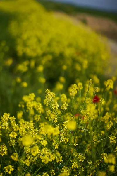 背景がぼやけている上でクローズアップで夏の野生の黄色の花 — ストック写真