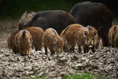 Yaban domuzu sürüsü, vahşi domuzlar, her yaştan yağmur altında, gün batımından sonra orman çamurunu eşeliyorlar.
