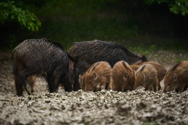 Yaban domuzu sürüsü, vahşi domuzlar, her yaştan yağmur altında, gün batımından sonra orman çamurunu eşeliyorlar.