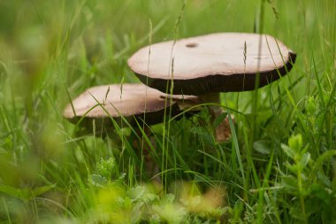 Yağmurdan sonra bir yaz günü çimlerin üzerinde büyük, beyaz, yenilebilir mantar.