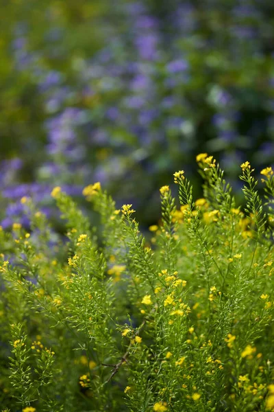 Diverses Fleurs Sauvages Sur Une Prairie Dans Désert — Photo