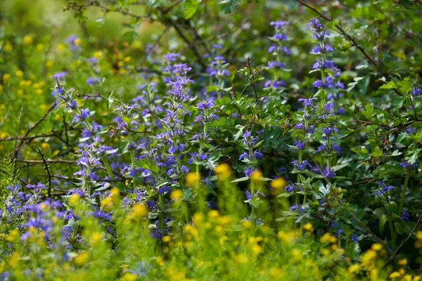 Różne Dzikie Kwiaty Łące Dziczy — Zdjęcie stockowe