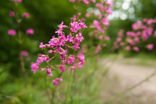 Closeup Pink Wild Flowers Blooming Forest — Stock Photo, Image