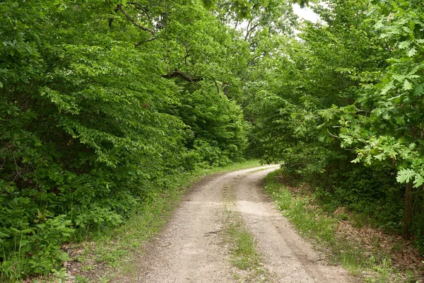 Грязная Дорога Через Лес Сельской Местности — стоковое фото