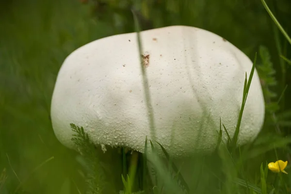Grand Champignon Comestible Blanc Dans Herbe Jour Été Après Pluie — Photo