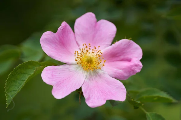 Zbliżenie Różowego Kwiatu Krzaku Pustyni — Zdjęcie stockowe