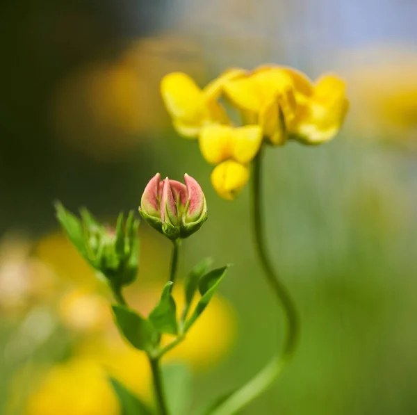 Zbliżenie Małych Dzikich Żółtych Kwiatów Polu Wsi — Zdjęcie stockowe