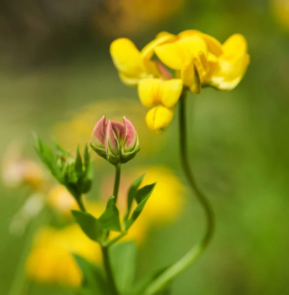 Nahaufnahme Kleiner Wilder Gelber Blumen Auf Einem Feld Der Landschaft — Stockfoto