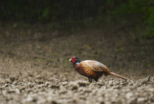 在森林里淋雨的湿淋淋的雄性野鸡 — 图库照片