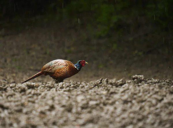 Soaking Wet Male Pheasant Rain Forest — Stock Photo, Image