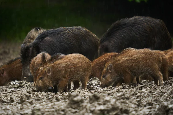 Flock Vilda Svin Viltlevande Svin Alla Åldrar Regn Som Rotar — Stockfoto