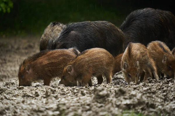 Eine Herde Wildschweine Wildschweine Jeden Alters Regen Nach Sonnenuntergang Waldschlamm — Stockfoto