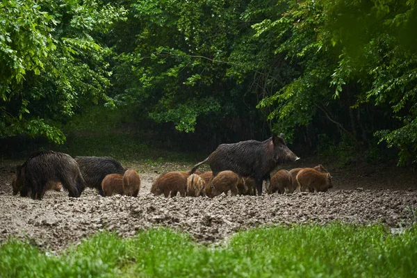 Una Manada Cerdos Salvajes Jabalíes Todas Las Edades Bajo Lluvia — Foto de Stock