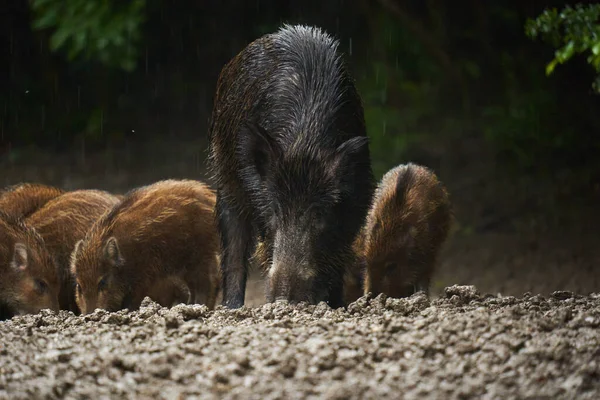 Eine Herde Wildschweine Wildschweine Jeden Alters Regen Nach Sonnenuntergang Waldschlamm — Stockfoto