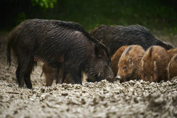 Een Kudde Wilde Zwijnen Wilde Varkens Van Alle Leeftijden Regen — Stockfoto