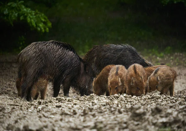 Yaban Domuzu Sürüsü Vahşi Domuzlar Her Yaştan Yağmur Altında Gün — Stok fotoğraf