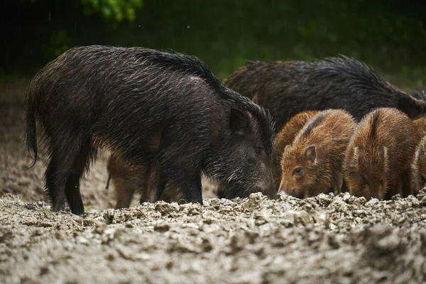Una Manada Cerdos Salvajes Jabalíes Todas Las Edades Bajo Lluvia — Foto de Stock