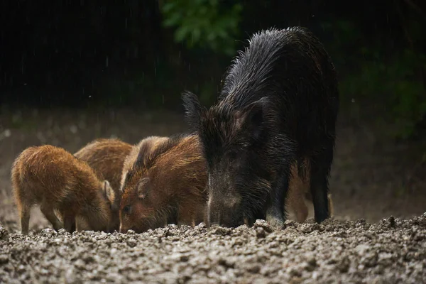 一群野猪 一群野猪 各种年龄的猪 在雨中 在落日之后 在森林的泥里生根 — 图库照片