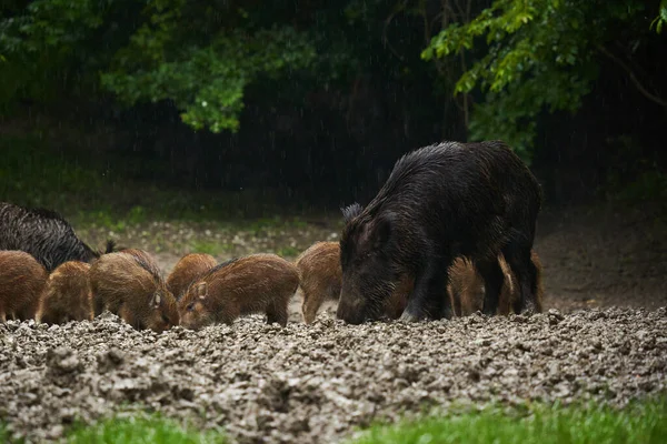 Rebanho Porcos Selvagens Porcos Selvagens Todas Idades Chuva Enraizando Lama — Fotografia de Stock