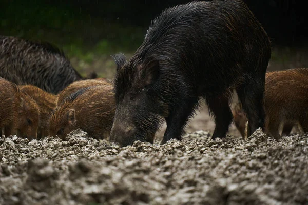 Herd Wild Hogs Feral Pigs All Ages Rain Rooting Forest — Stock Photo, Image