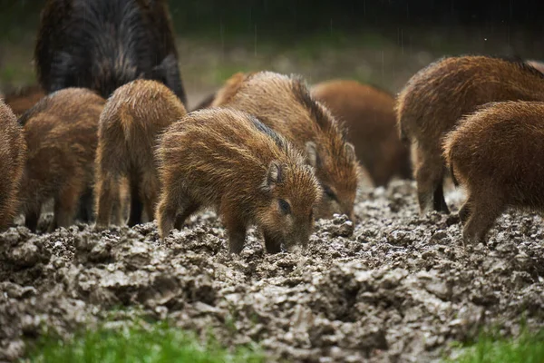 Ένα Κοπάδι Αγριογούρουνα Αγριόχοιροι Όλων Των Ηλικιών Στη Βροχή Ριζοβολώντας — Φωτογραφία Αρχείου