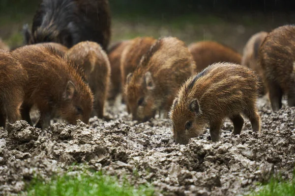森の泥の中で日没後に発根し 雨の中ですべての年齢の野生の豚 野生の豚の群れ — ストック写真
