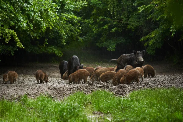 Een Kudde Wilde Zwijnen Wilde Varkens Van Alle Leeftijden Regen — Stockfoto
