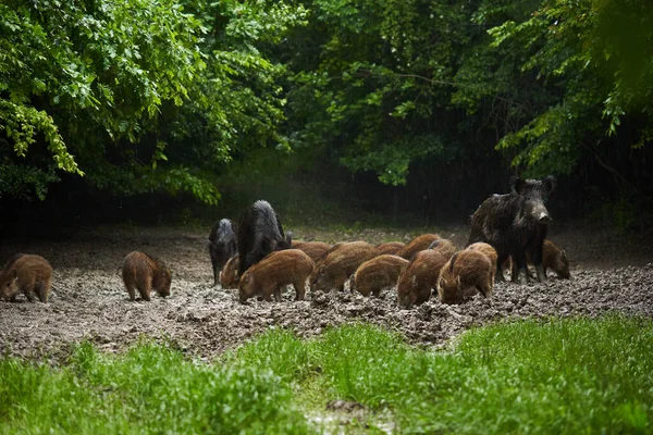 Troupeau Porcs Sauvages Porcs Sauvages Tous Âges Sous Pluie Enracinés — Photo