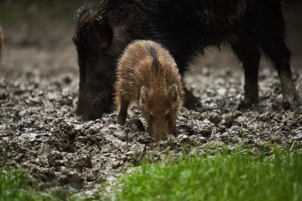 연령의 돼지의 진흙에서 휴식을 취하며 — 스톡 사진
