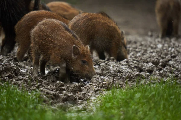 Herd Wild Hogs Piglets Rain Rooting Forest Mud Sunset — Stock Photo, Image