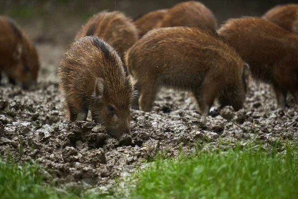 雨の中で野生の豚の群れは 森の泥の中で 日没後に応援 — ストック写真