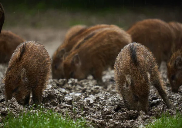 Eine Herde Wildschweine Ferkel Regen Die Nach Sonnenuntergang Schlamm Des — Stockfoto