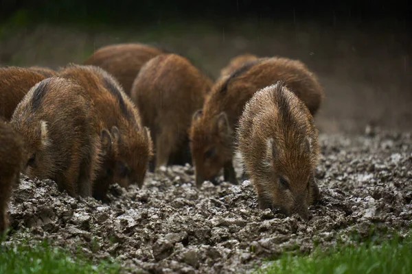 Herd Wild Hogs Piglets Rain Rooting Forest Mud Sunset — Stock Photo, Image